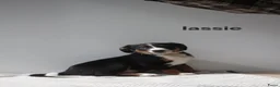 Appenzeller Sennenhond honden te koop: Appenzeller Sennenhond puppy's - Advertentie 18
