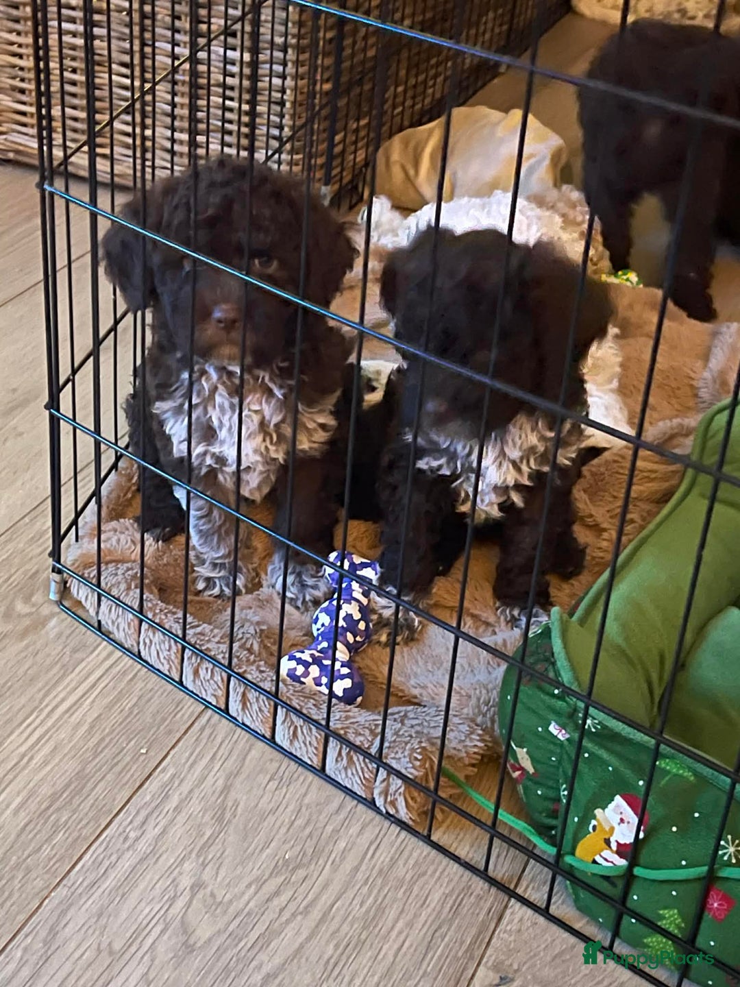 Lagotto Romagnolo honden te koop: Lagotto Romagnolo - Ollie - Advertentie 2