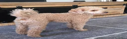 Poedel Toy honden ter dekking: Dekreu beschikbaar: Toy Poedel met FCI stamboom  - Advertentie 3