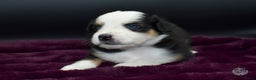 Australian Shepherd honden te koop: Miniature American Shepherd / Mini Aussie  - Advertentie 14