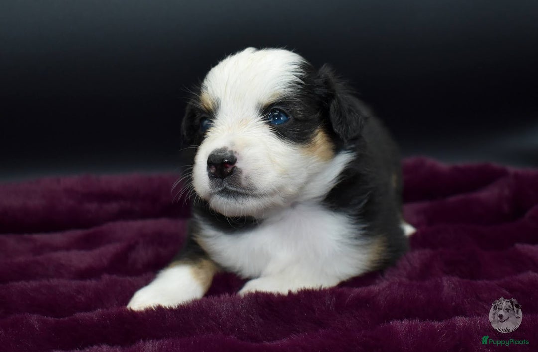 Australian Shepherd honden te koop: Miniature American Shepherd / Mini Aussie  - Advertentie 14