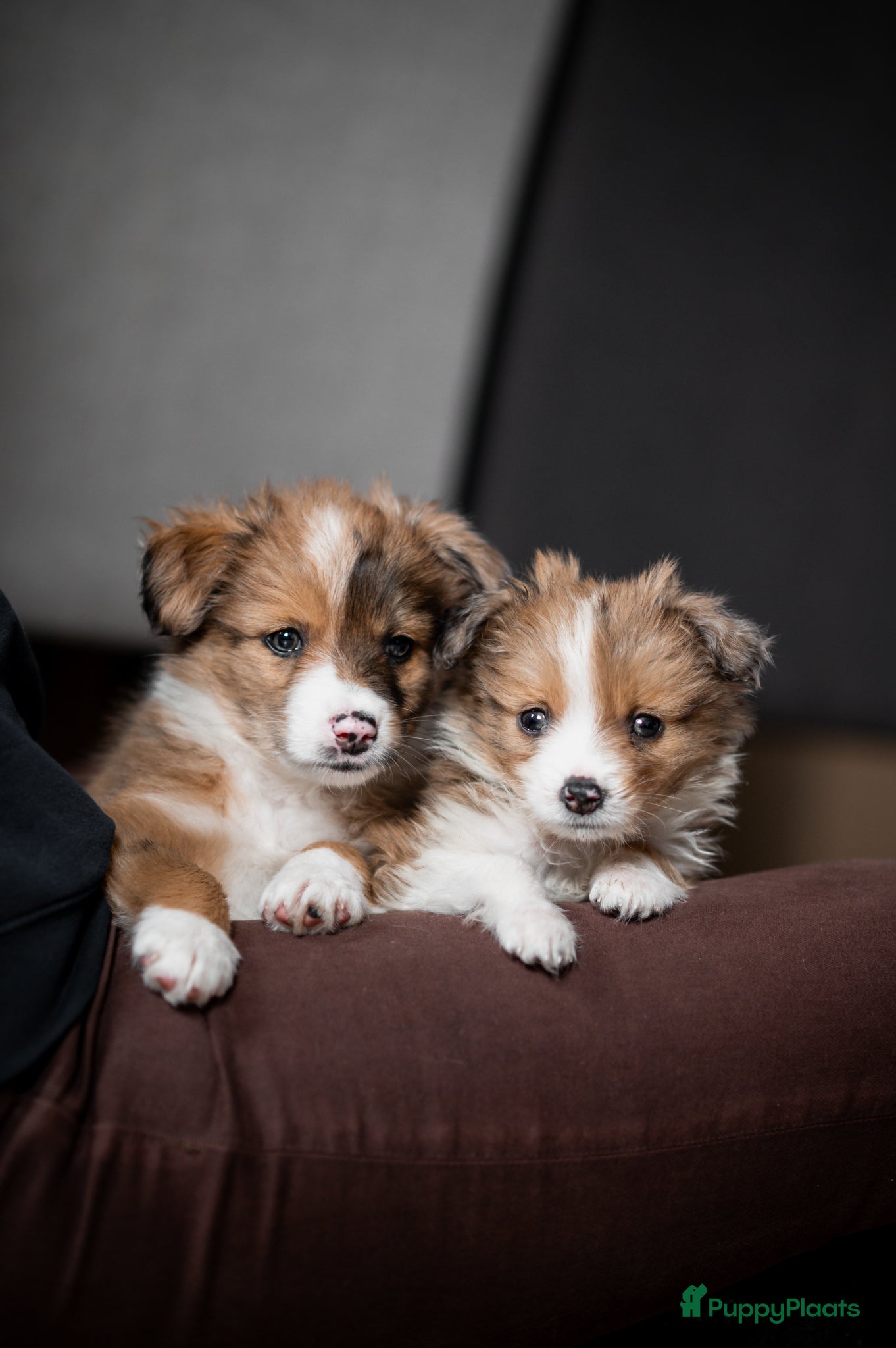 Kruising honden Lieve austrailan-kooiker pup kruising te koop - Advertentie 2