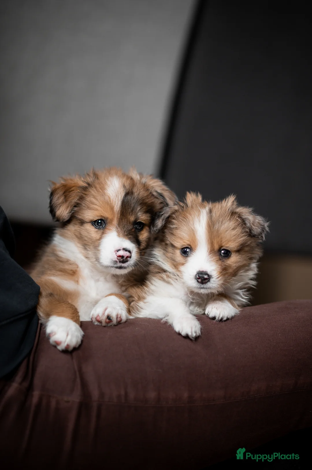 Kruising honden te koop: Lieve austrailan-kooiker pup kruising te koop - Advertentie 1