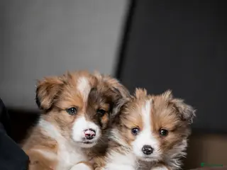 Kruising honden Lieve austrailan-kooiker pup kruising te koop - Advertentie 2