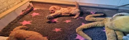 Labradoodle honden te koop: labradoodle pups zo goed als zindelijk🥰  - Advertentie 9