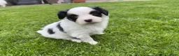 Vlinderhondje honden te koop: Zeer mooie vlinder reutjes beschikbaar - Advertentie 7