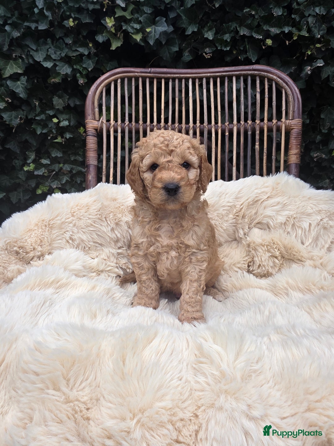 Kruising honden te koop: Goldendoodle reutjes mogen verhuizen - Advertentie 6