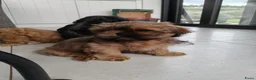 Shih Tzu honden te koop: 3 mooie reutjes - Advertentie 3