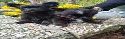 Pomchi honden te koop: Prachtige vrolijke ,gezonde pomchi pups. in Zutphen - Advertentie 4