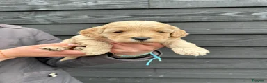 Cockapoo Puppy 4