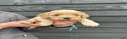 Cockapoo honden te koop: Cockapoo puppy’s  - Advertentie 11
