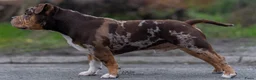 Amerikaanse Bully honden ter dekking: American Bully dekreu (getest) - Advertentie 3