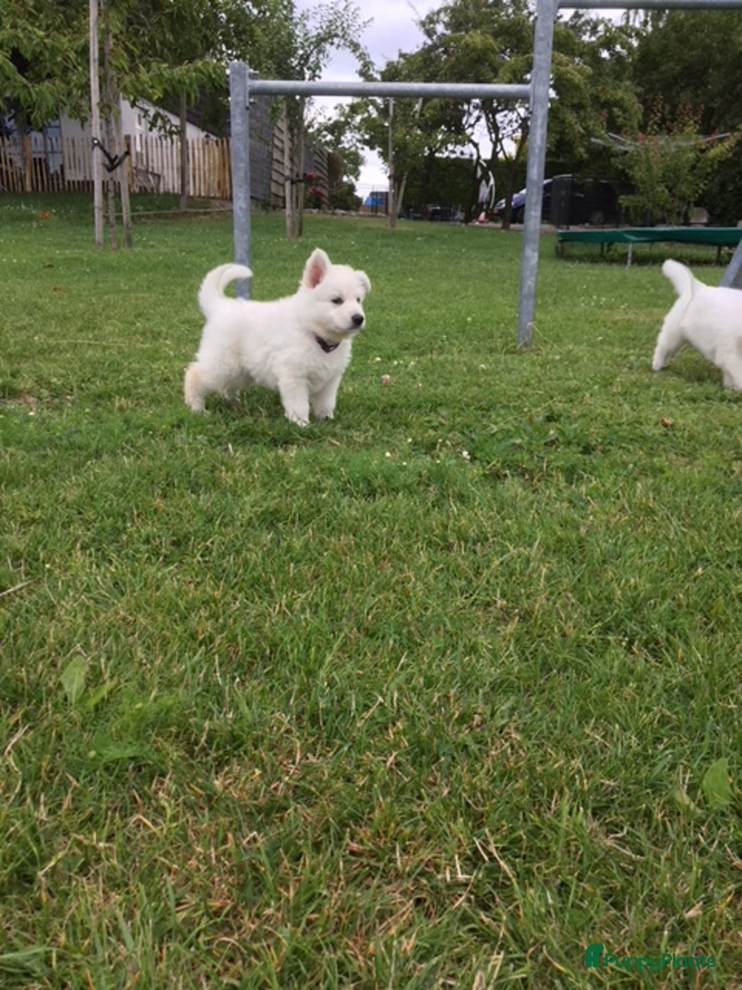 Zwitserse Witte Herdershond honden te koop: raszuivere lieve zwitserse witte herder pups in Nieuwland - Afbeelding 4