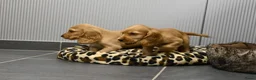 Engelse Cocker Spaniel honden te koop: Engelse Cocker Spaniel pups - Advertentie 30