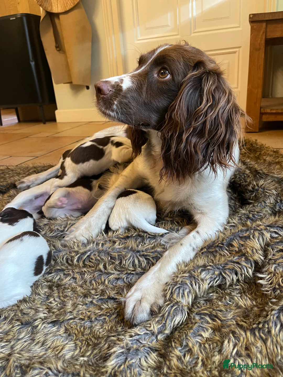 Engelse Springer Spaniel honden te koop: Engelse Springer Spaniël pups - Advertentie 9