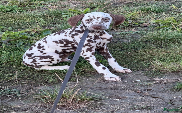 Dalmatiër honden - Advertentie 1