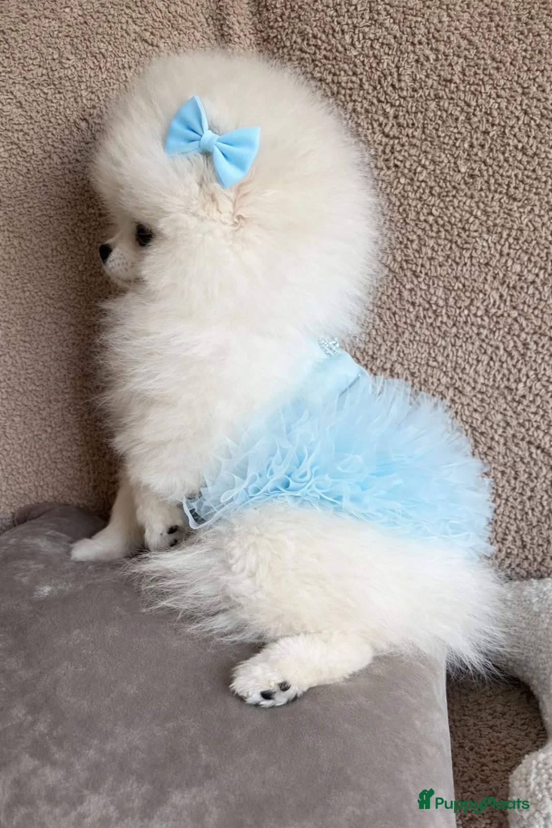 Pomeriaan honden te koop: Pomeriaan puppy  in Utrecht - Advertentie 2