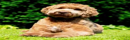 Australian Labradoodle honden te koop: Medium Australian Labradoodle puppy's - Advertentie 1