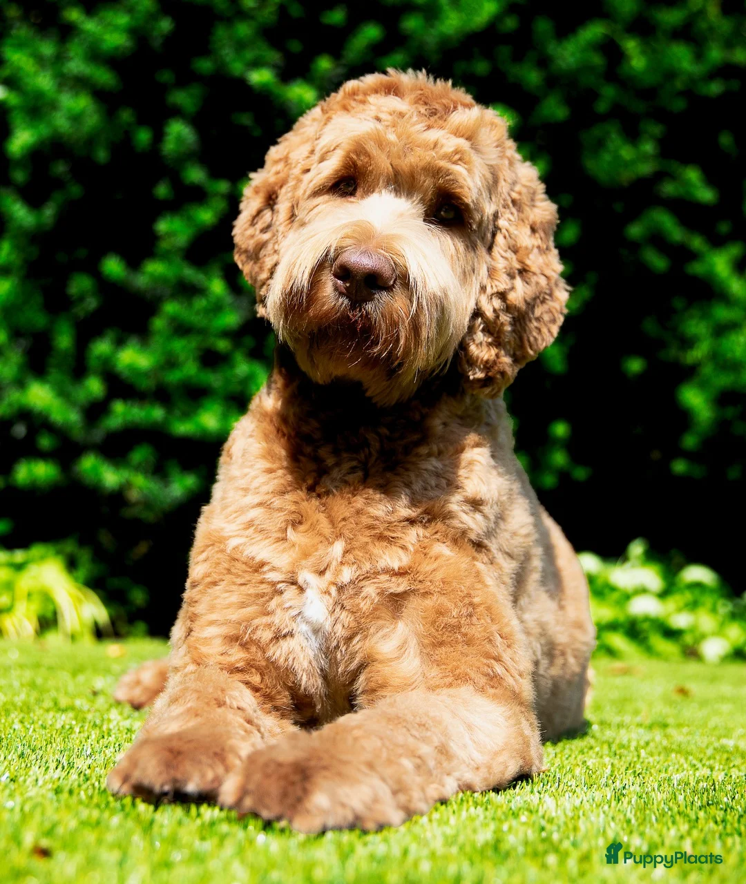 Australian Labradoodle honden te koop: Medium Australian Labradoodle puppy's - Advertentie 1