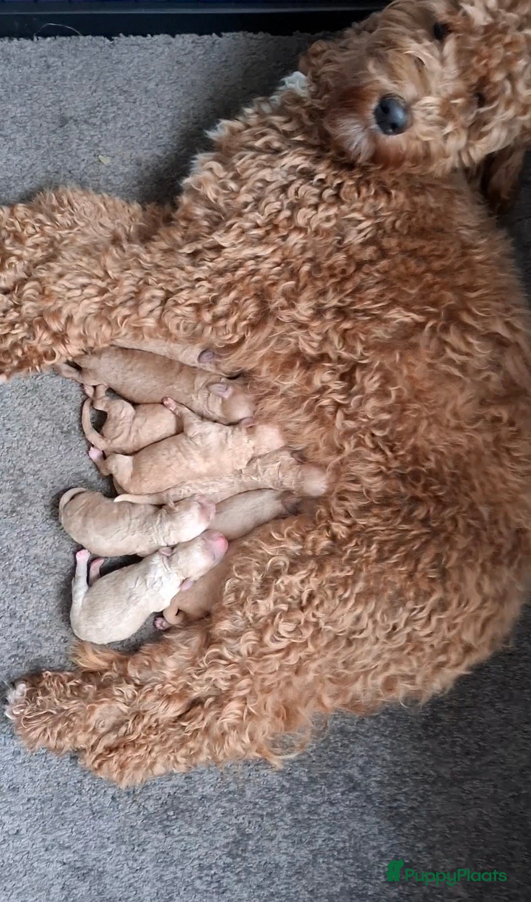 Labradoodle honden te koop: Labradoodle pups kleine  medium  - Advertentie 20
