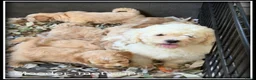 Maltipoo honden te koop: Maltipoo F1b pups - Advertentie 5