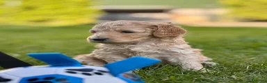 Labradoodle blond