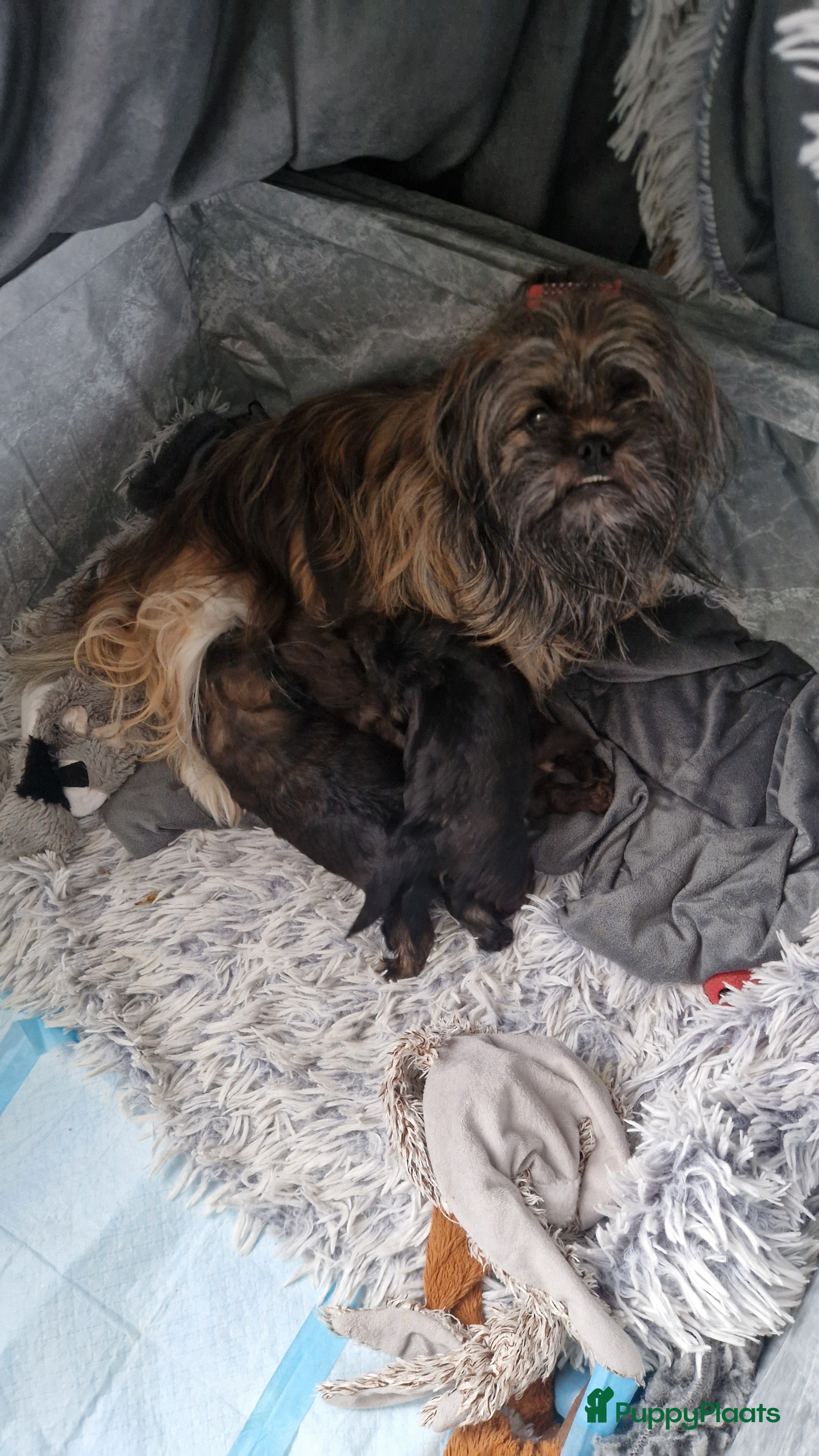 Shih Tzu honden Mooie shih tzu pups - Advertentie 1