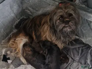 Shih Tzu honden Mooie shih tzu pups - Advertentie 7