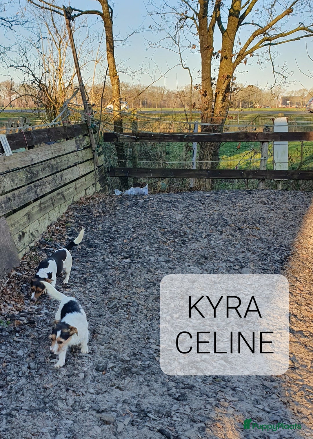 Jack Russel Terriër honden te koop: Mooie RASZUIVER JACK RUSSELL PUPPIES   GEZOND - Advertentie 7