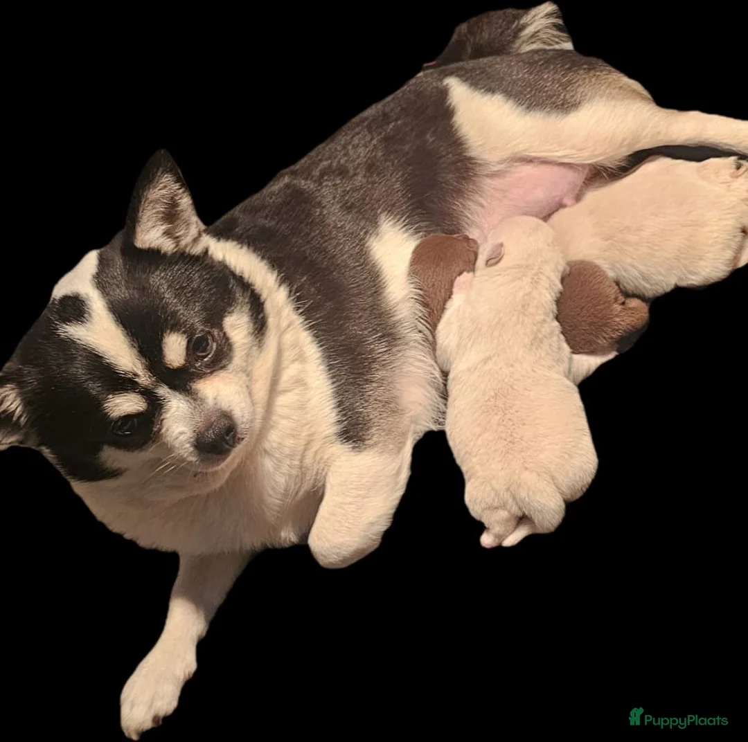 Pomchi honden te koop: SUPERSCHATTIGE POMCHIBEERTJES❤️2 REUTJES 1 TEEFJE  - Advertentie 5