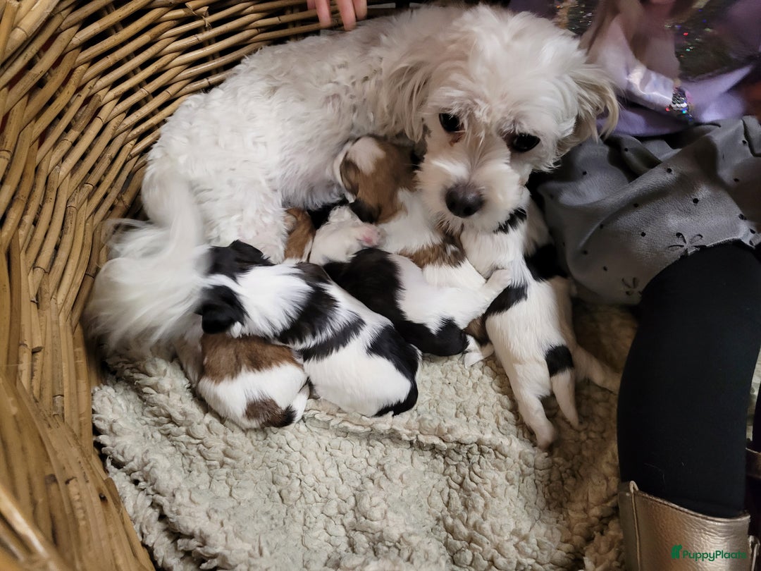 Malshi honden te koop: shih tsu boomer puppies - Advertentie 4