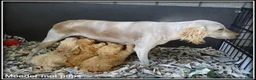 Labradoodle honden te koop: Labradoodle medium pups - Advertentie 20