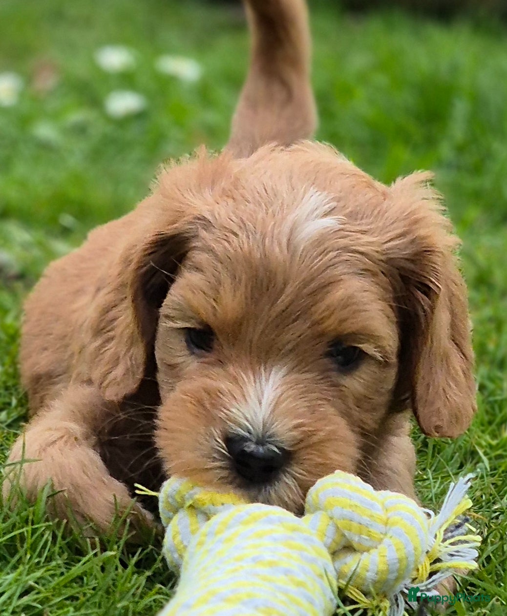 Kruising honden Labradoodle pups (kleine medium) - Advertentie 1