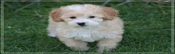 Maltipoo honden te koop: Leuke Maltipoo pups. - Advertentie 9