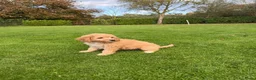 Labradoodle honden te koop: Dwergpoedel x Labradoodle pups - Advertentie 11