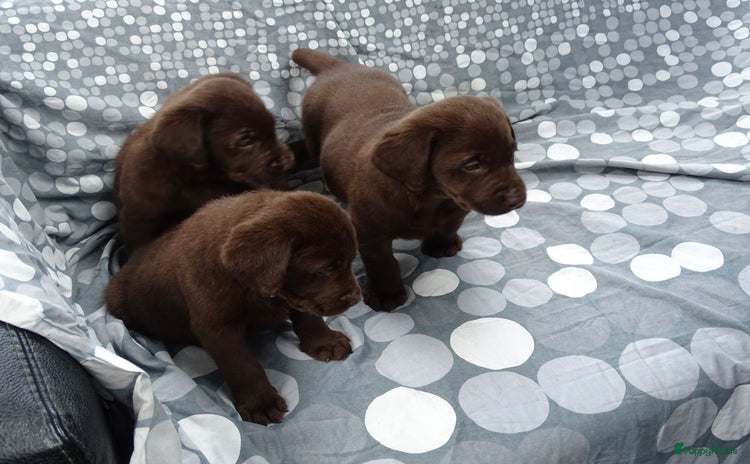 Labrador Retriever honden - Advertentie 1