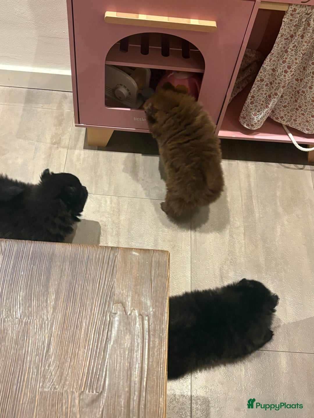 Pomeriaan honden te koop: Pomeriaan pups  - Advertentie 15