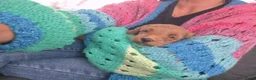 Australian Labradoodle honden te koop: 💕 Mini Australian Labradoodle teefje 💕 - Advertentie 6