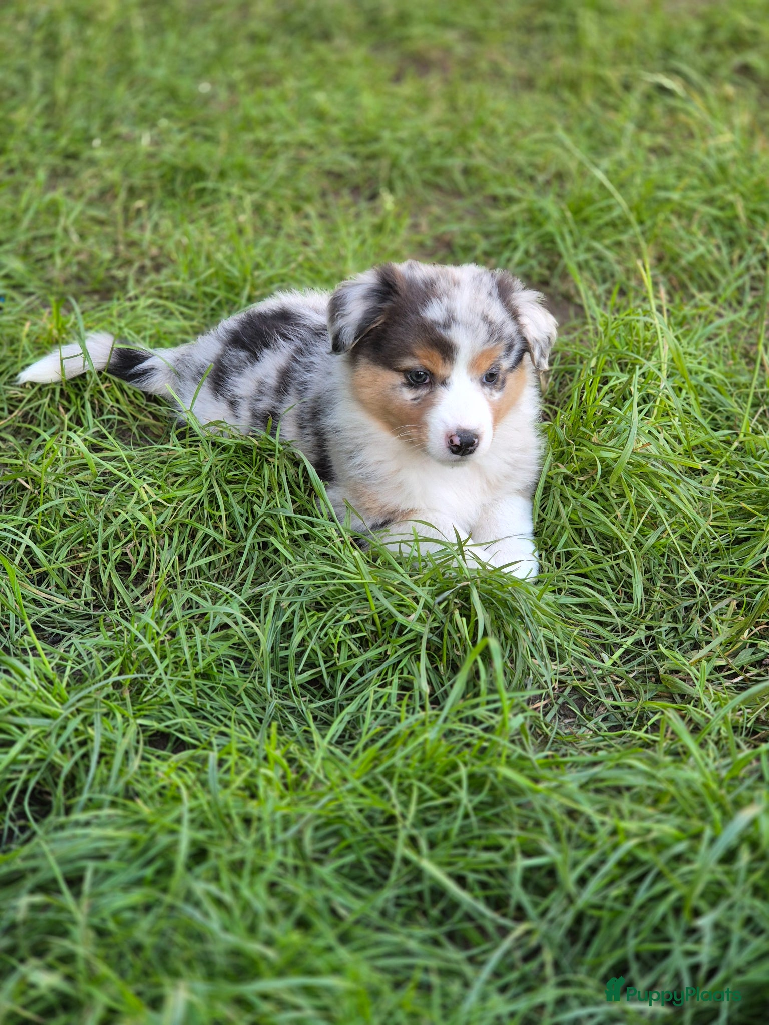 Australian Shepherd honden Australian sheperd pups - Advertentie 1
