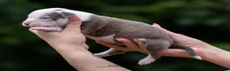 Amerikaanse Bully honden ter dekking: American Bully XL dekreu  - Advertentie 36