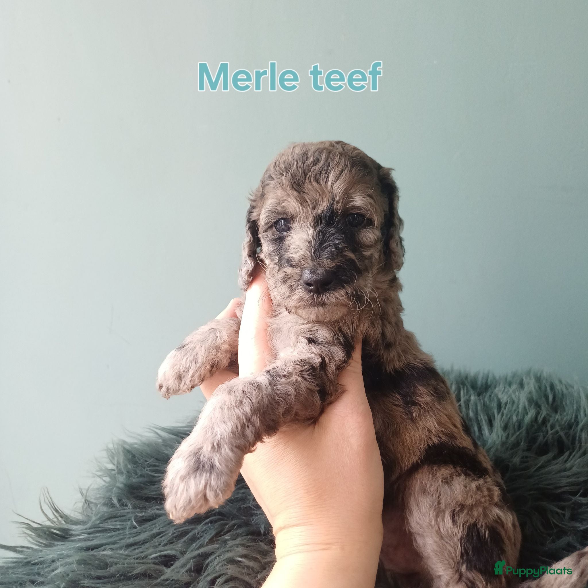 Labradoodle honden Nog 4 Prachtige multigen Labradoodles beschikbaar - Advertentie 2