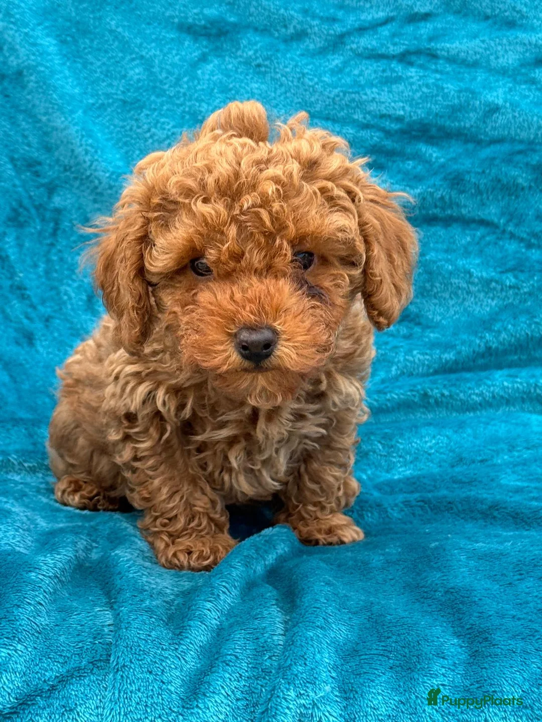 Poedel Toy honden te koop: Toypoedel toy poedel - Advertentie 16