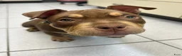 Amerikaanse Bully honden te koop: American Bully pocket pups verwacht - Advertentie 17
