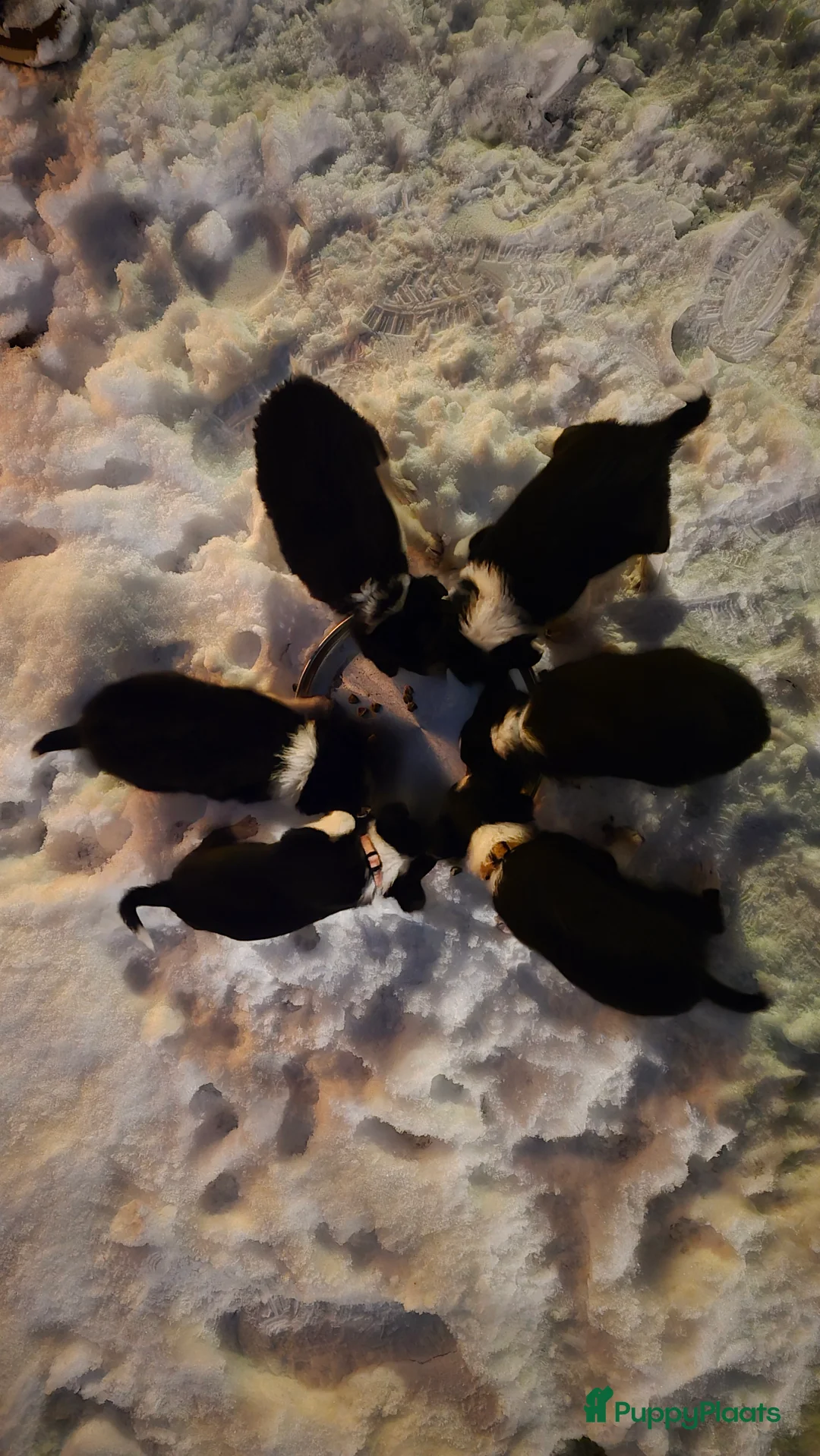 Border Collie honden te koop: Te koop 3 kleur pups uit werklijn - Advertentie 6