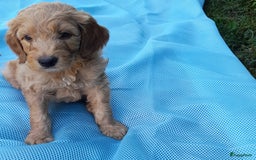 Labradoodle honden te koop: Labradoodle pups - Afbeelding 11