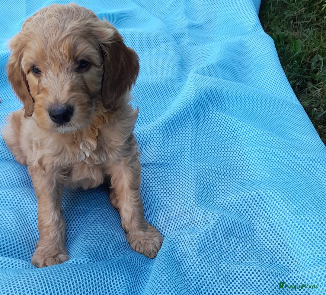Labradoodle honden te koop: Labradoodle pups - Afbeelding 11