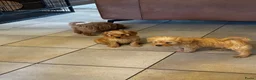 Labradoodle honden te koop: Labradoodle pups Medium - Advertentie 7