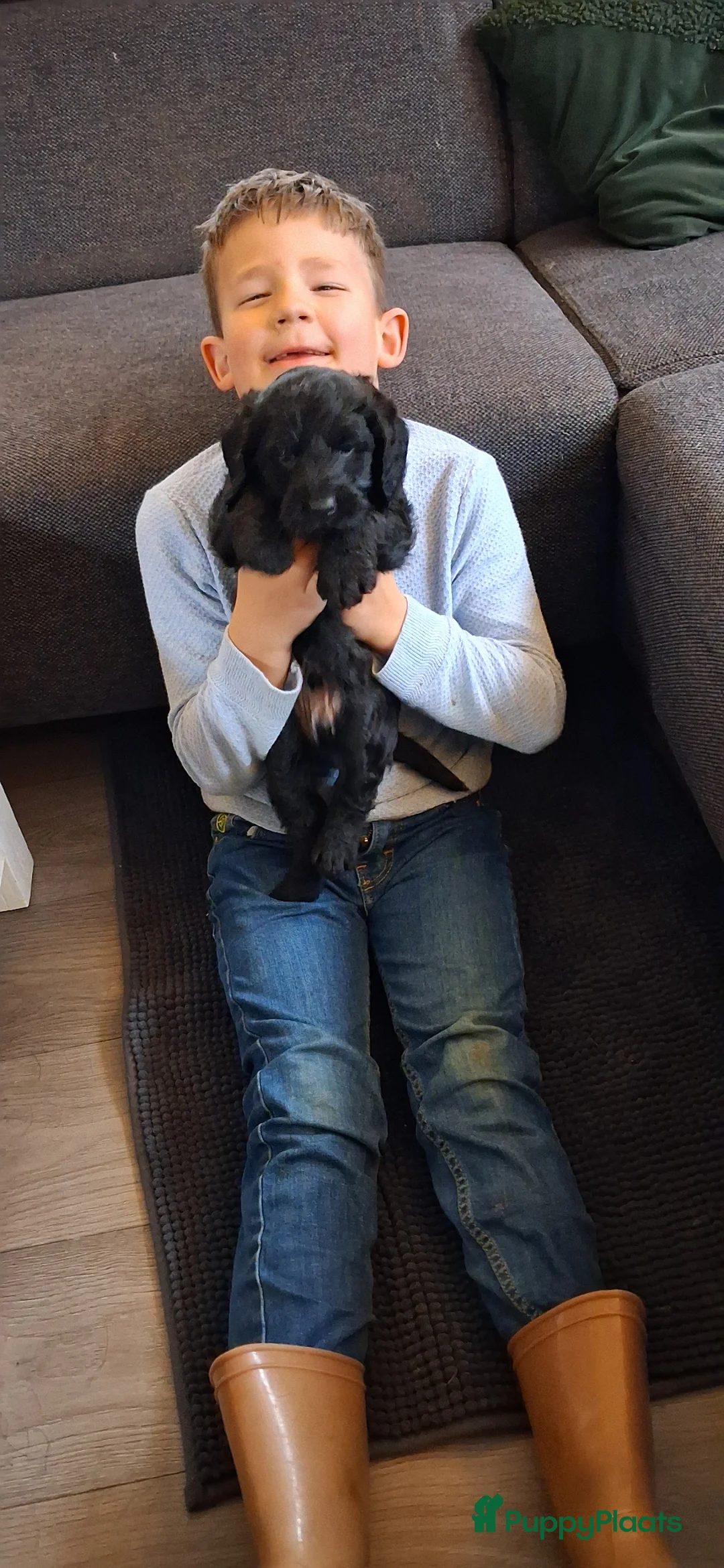 Labradoodle honden te koop: 2 labradoodles puppy - Advertentie 14