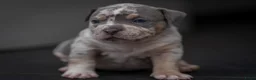 Amerikaanse Bully honden te koop: American Bully pocket pups verwacht  - Advertentie 14