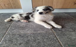 Australian Shepherd honden te koop: Raszuivere Australian Shepherd op de boerderij - Afbeelding 1
